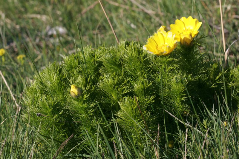 Adonis vernalis / Adonide gialla